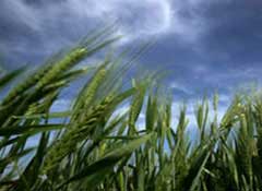 Create drought-resistant, high-yield wheat varieties