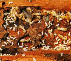 Create energy from bacteria in termite gut