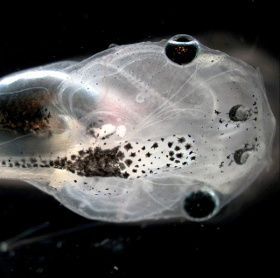 Create eye tadpoles on the back