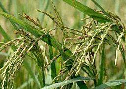 Create fragrant rice varieties that grow well on alum contaminated soil