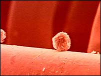 Create germ cells without destroying human embryos