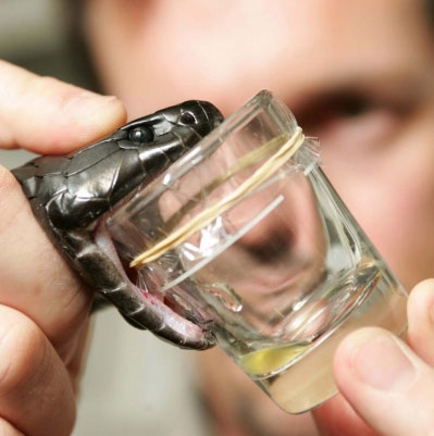 Create hydrogel from snake venom to stop bleeding in seconds