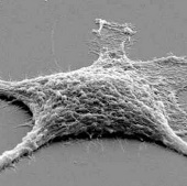 Create living corpse cells