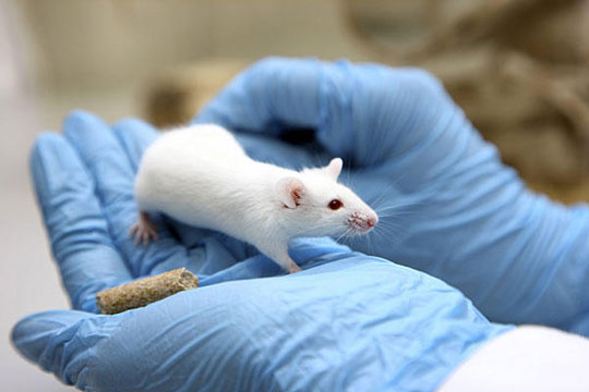 Create mice that smell light