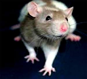 Create mice with mental illness to test drugs