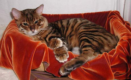 Create 'mini tiger' from cats