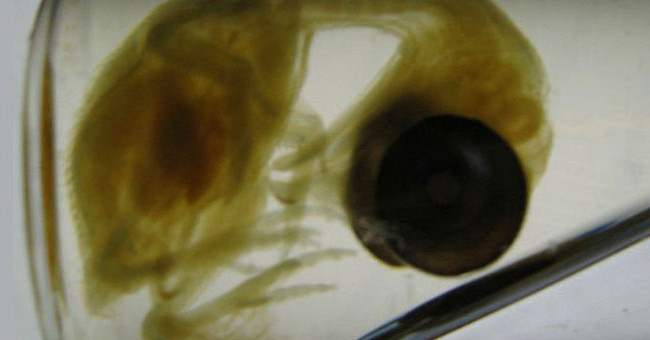 Create modern chickens with dinosaur legs for evolutionary research