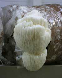 Create monkey head mushrooms adapted to tropical conditions