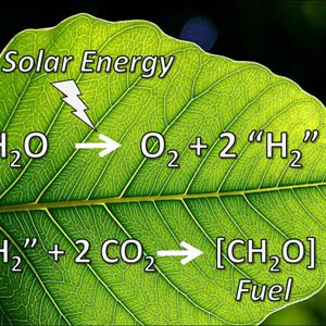 Create new electricity from the leaves