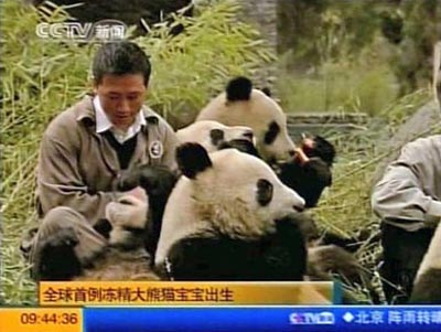 Create pandas from frozen sperm