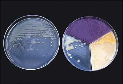 Create pure environment to feed stem cells