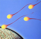 Create sperm from skin cells