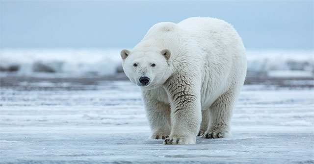 Create the best warmth in the world thanks to ... polar bear fur