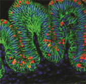 Create the stomach in the world's first laboratory