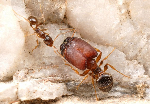 Creates ants like monsters