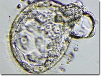 Creating embryos 'animal hybrids'