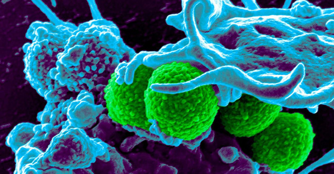 Creating hybrid virus against antibiotic resistant virus