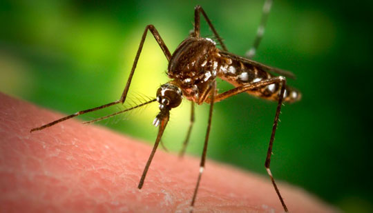 Creating mosquitoes that cannot transmit disease