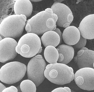 Creating multicellular life in vitro