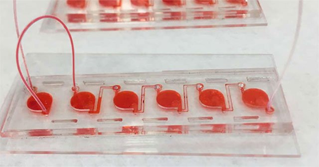 Creating the human body ... miniature in the laboratory