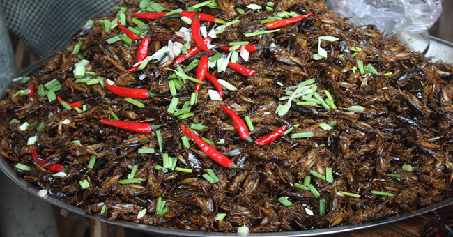 Cricket: a great source of food in the future