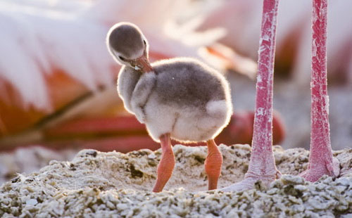 Crimson wings: Mystery of flamingos
