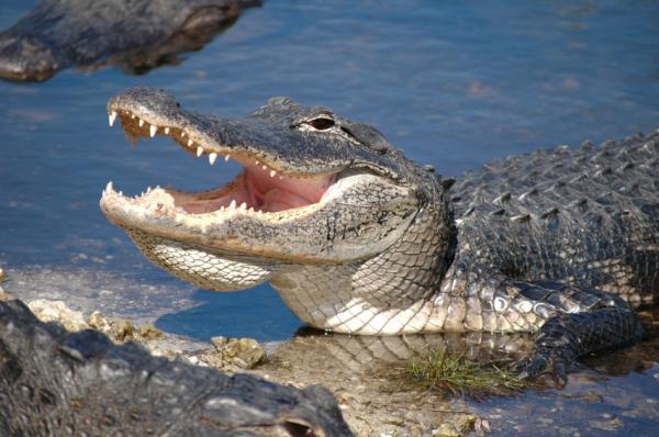 Crocodile and bird - Habit in biological copulation