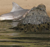 Crocodile bite dead sharks