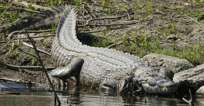 Crocodile eating Nile people appear in America