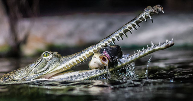 Crocodile extremely endangered reproduction after two years of pairing