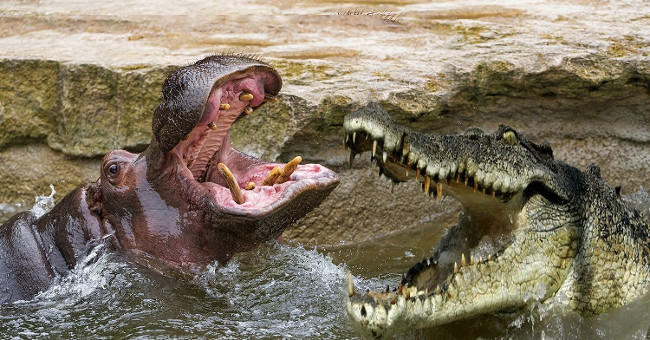 Crocodile fight hippopotamus: who is the hegemon of African rivers?