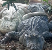 Crocodile is always ready