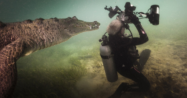 Crocodile is approaching the underwater photographer