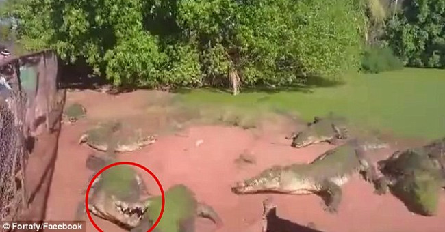 Crocodile is broken by you with one leg without knowing it