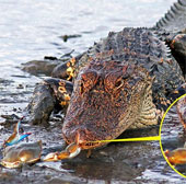 Crocodile is helpless before a small crab