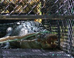 Crocodile is homesick