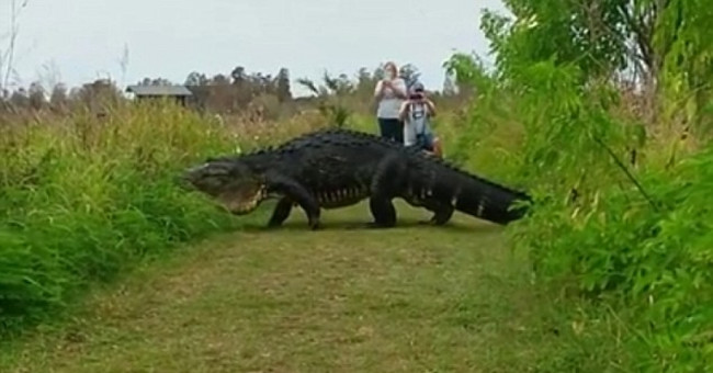 Crocodile is like a dinosaur, walking around freely
