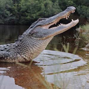 Crocodile is more dangerous than a shark 168 times