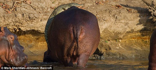 Crocodile moment ....