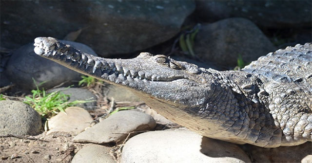 Crocodile reveals the Earth's climate conditions millions of years ago