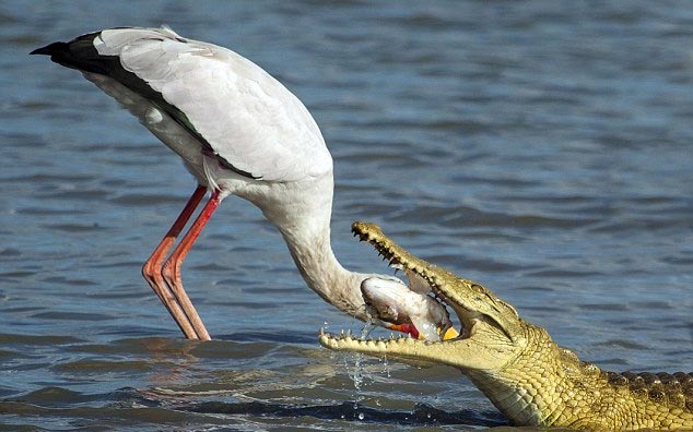Crocodile snatches bait of