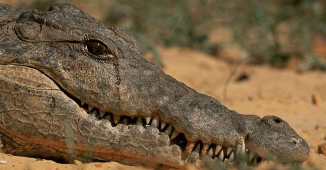 Crocodile tears are still controversial
