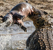 Crocodile throws prey like toys