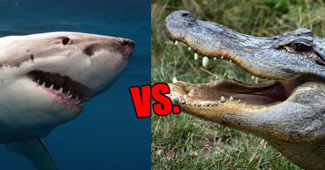 Crocodile is more dangerous than a shark 168 times