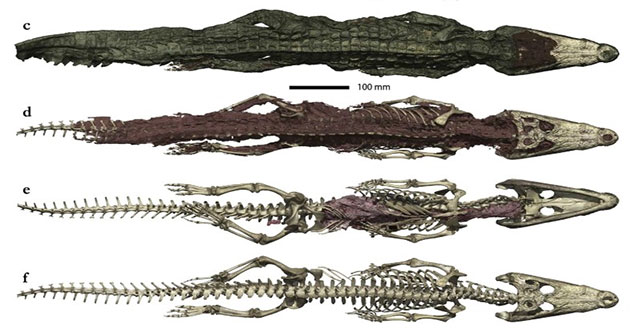 Crocodile was mummified with prey still in the belly to sacrifice