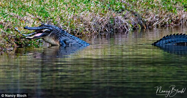 Crocodile-eating alligator on American lake