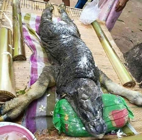 Crocodile-head monster alone buffalo caused a stir in Thailand
