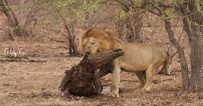 Crocodiles are torn by lions because they dare to loot their lures