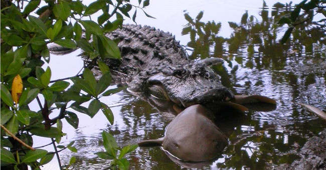Crocodiles attack and eat sharks that make experts amazing