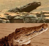 Crocodiles have migrated to live on Mars?